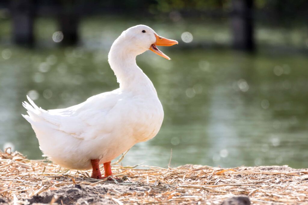 White Duck Image for AFLAC Podcast